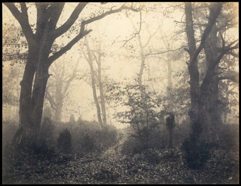 [Fontainebleau Forest] by Eugène Cuvelier.