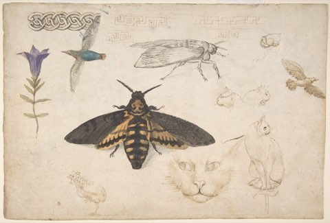 Studies of a Gentian, Moth, Birds, Cats, Interlacing Motif, and Greek Frets (recto); Ornamental Studies with Figures (verso) by Giorgio di Giovanni ("Giorgio da Siena").