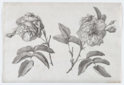 Two Roses by Anne Vallayer-Coster.