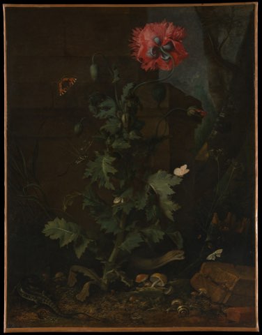 Still Life with Poppy, Insects, and Reptiles by Otto Marseus van Schrieck.