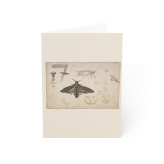 Studies of a Gentian, Moth, Birds, Cats, Interlacing Motif, and Greek Frets (recto); Ornamental Studies with Figures (verso) · Blank Card Pack
